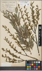 Foto von Salix purpurea L.